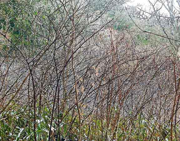 芦屋プラン株式会社 宇治市植物公園